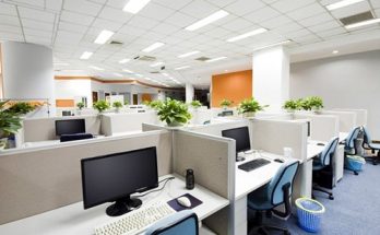lựa chọn cây xanh cho văn phòng