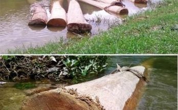 Vì sao phải ngâm gỗ xuống nước