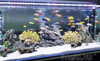 sử dụng máy sưởi cho cá để các sống tốt trong mùa đông nước lạnh