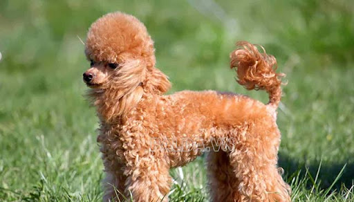 Miniature Poodle 