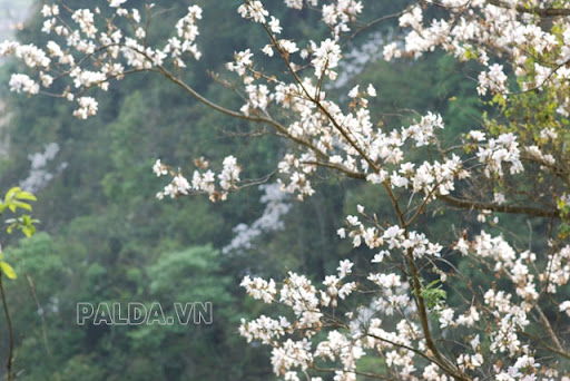Cây hoa ban trắng thích hợp khí hậu nhiệt đới và cận nhiệt đới