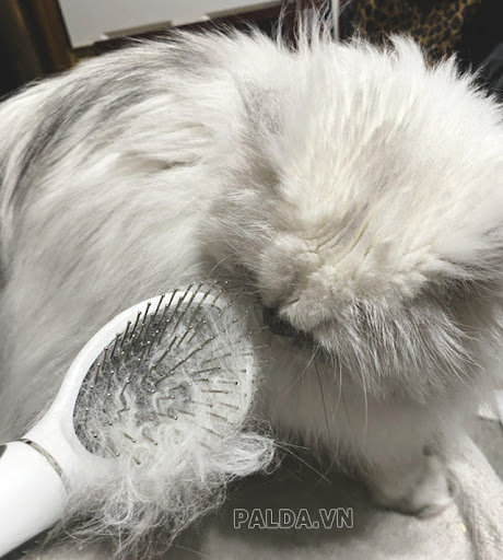 Cần chải lông hàng ngày cho mèo 34