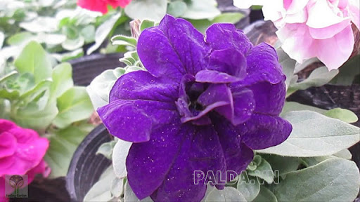 Hoa dạ yến thảo kép màu xanh