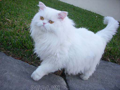 Giá mèo Ba Tư phụ thuộc vào độ thuần chủng, đẹp lạ,...