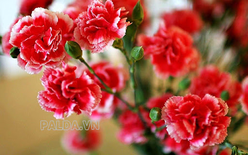 Hoa cẩm chướng đỏ