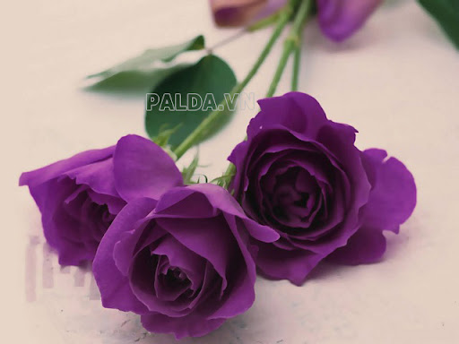 Hoa hồng tím thường là hoa nhuộm