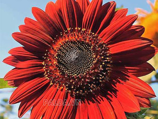 Hoa hướng dương đỏ thể hiện sức mạnh, lạc quan trong cuộc sống