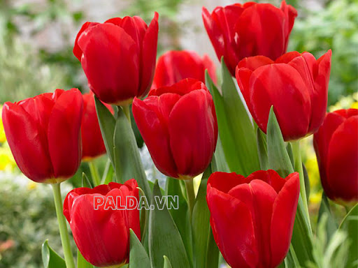 Hoa tulip đỏ 