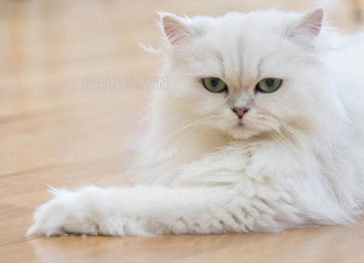 Mèo Ba Tư xinh đẹp nên được nhiều người yêu thích