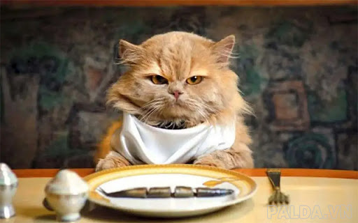 Mèo Ba Tư ăn gì?