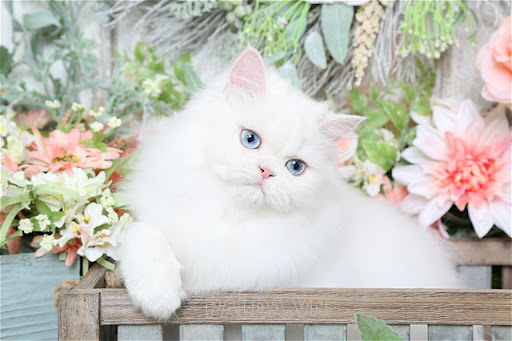 Mèo Ba Tư xinh đẹp
