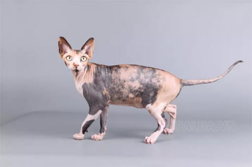 Một chú mèo tam thể của giống Sphynx