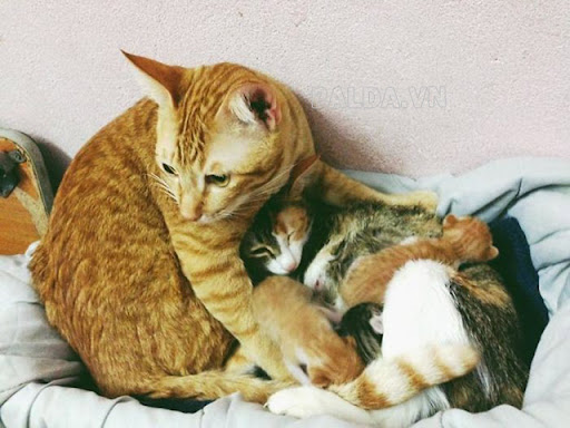 Vì mèo tam thể đực đều vô sinh nên mèo cái thường lai tạo với mèo khác nhưng có sinh ra mèo tam thể con hay không còn tùy thuộc vào “may mắn”