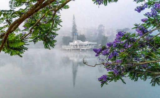 Hoa phượng tím quanh Hồ Xuân Hương