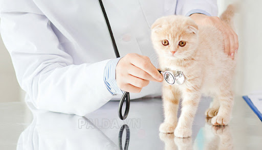 Mèo tai cụp có xu hướng bệnh về xương, sụn