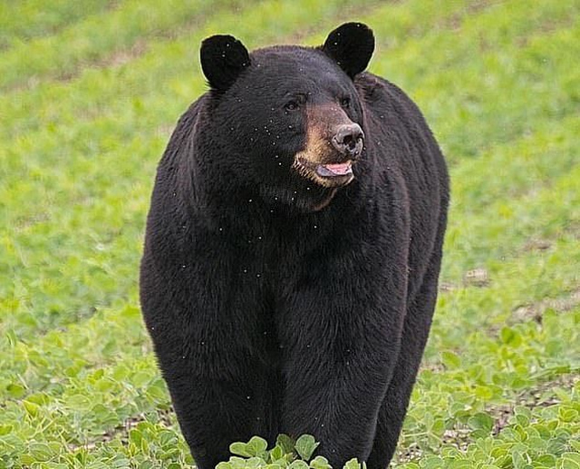 Gấu có khoảng 42 chiếc răng