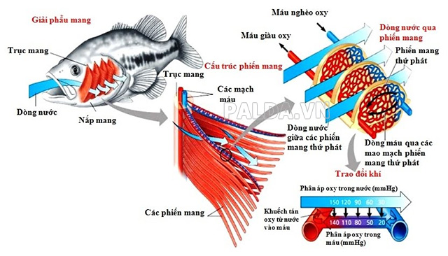 hô hấp bằng mang ở cá xương