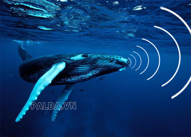 Cá voi là loài động vật dùng sóng hạ âm để giao tiếp với nhau