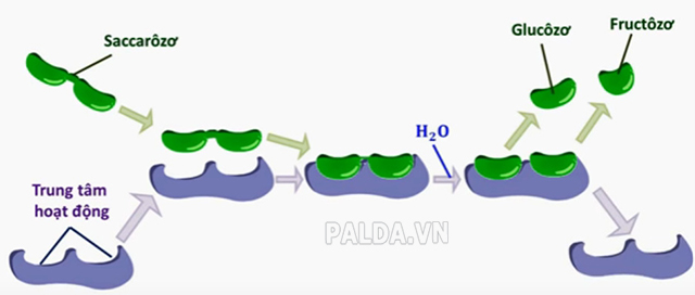 enzim là gì sinh 10 - palda.vn
