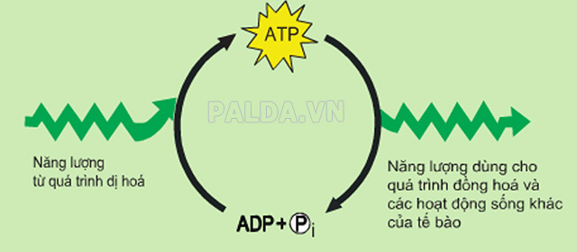 enzim là gì vai trò của enzim - palda.vn