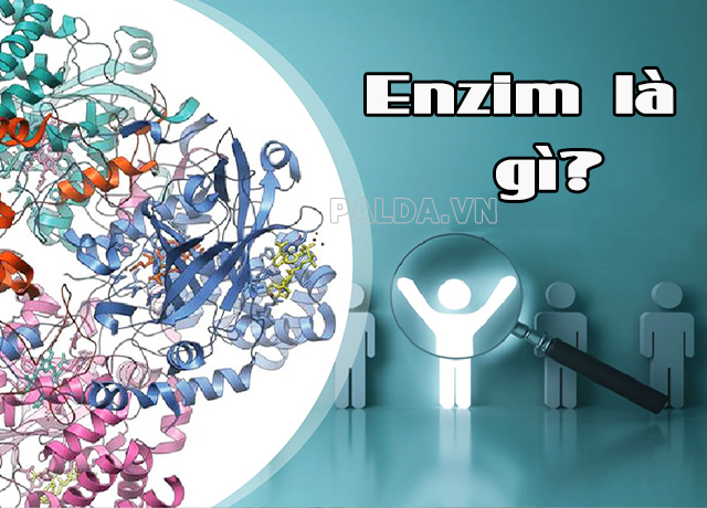 enzim là gì - palda.vn